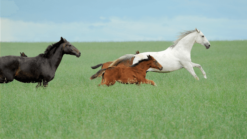 Regulatory And Legal Market Momentum In The Year Of The Horse